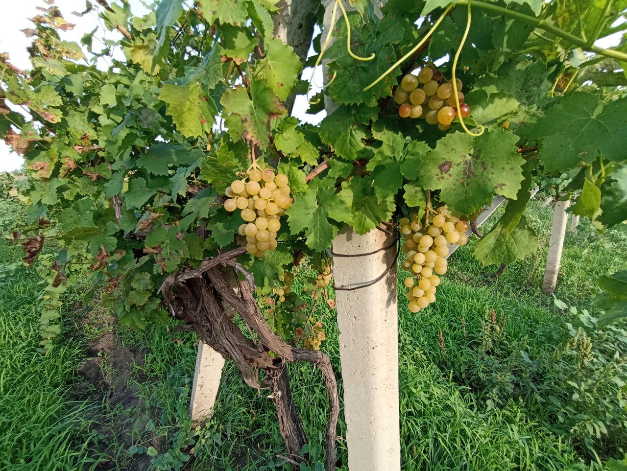 Мускат придонской